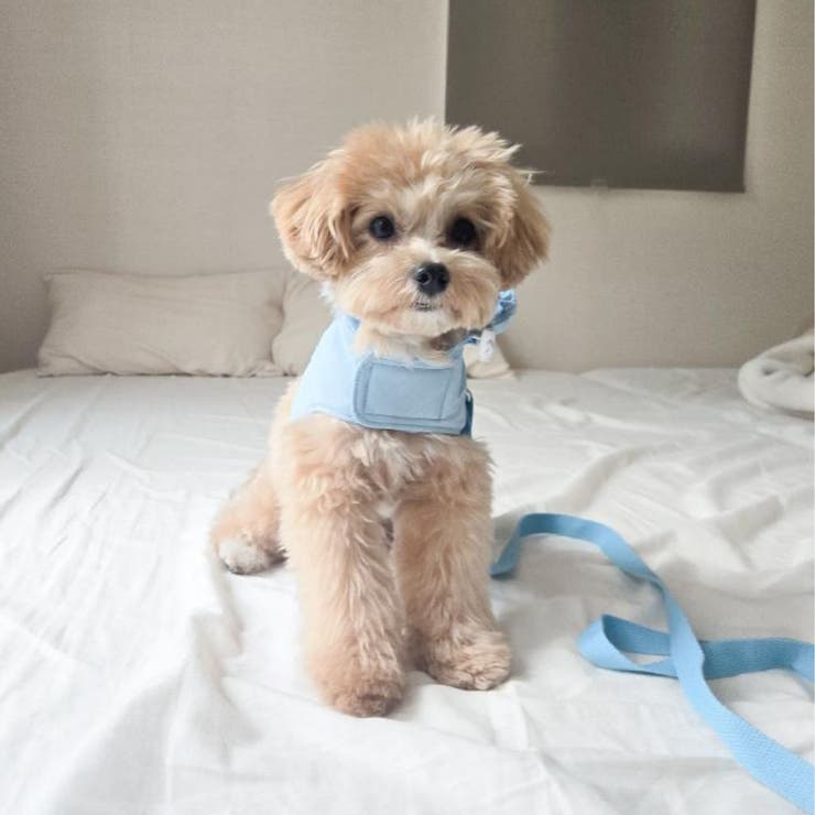 【ナイロンポケットハーネス リードセット】ハーネス リード | PlusNao | 詳細画像19 