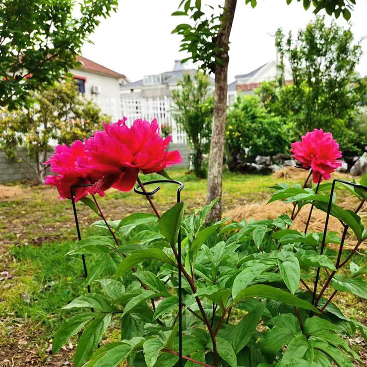 園芸支柱 植木鉢 観葉植物 | PlusNao | 詳細画像2 