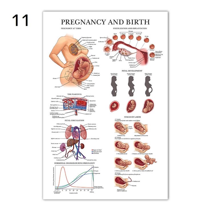 ポスター 人体ポスター 40×60cm | PlusNao | 詳細画像10 