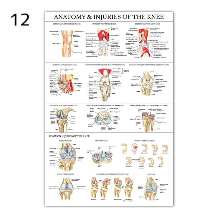ポスター 人体ポスター 40×60cm | PlusNao | 詳細画像11 