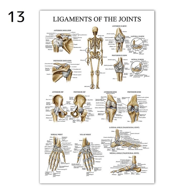 ポスター 人体ポスター 40×60cm | PlusNao | 詳細画像12 
