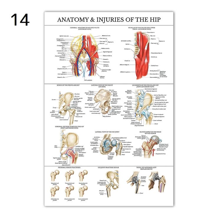 ポスター 人体ポスター 40×60cm | PlusNao | 詳細画像13 