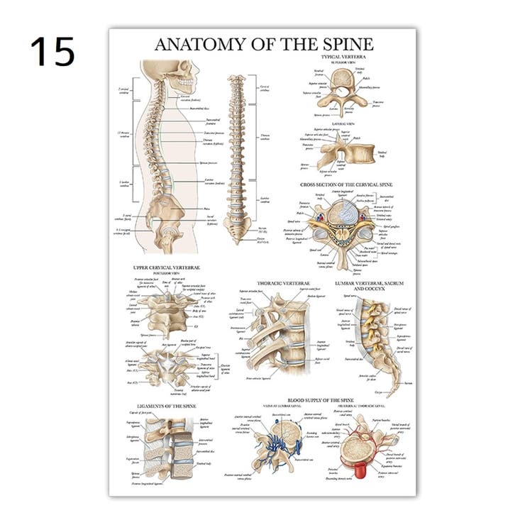 ポスター 人体ポスター 40×60cm | PlusNao | 詳細画像14 