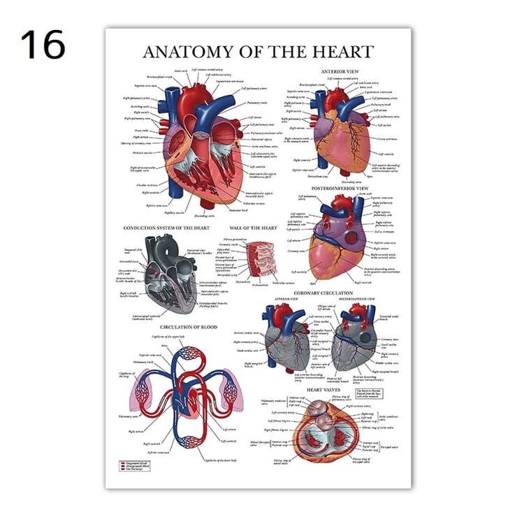 ポスター 人体ポスター 40×60cm | PlusNao | 詳細画像15 