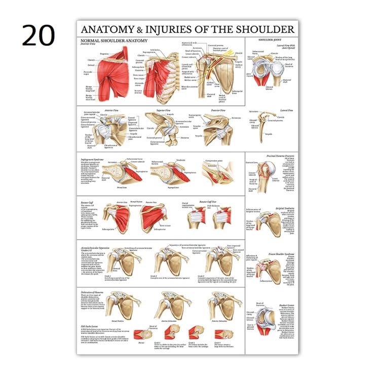 ポスター 人体ポスター 40×60cm | PlusNao | 詳細画像16 