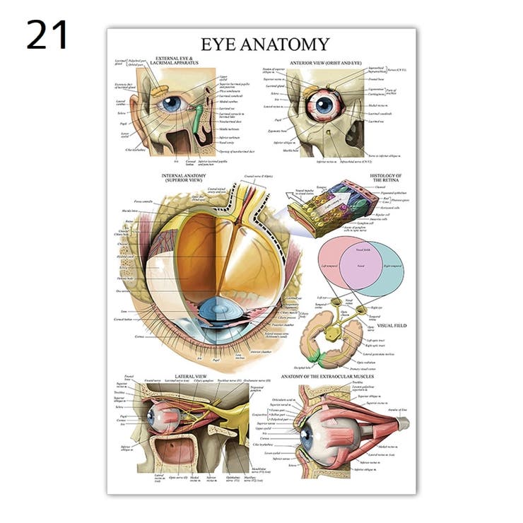 ポスター 人体ポスター 40×60cm | PlusNao | 詳細画像17 