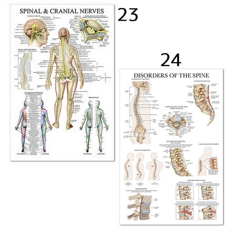 ポスター 人体ポスター 40×60cm | PlusNao | 詳細画像19 