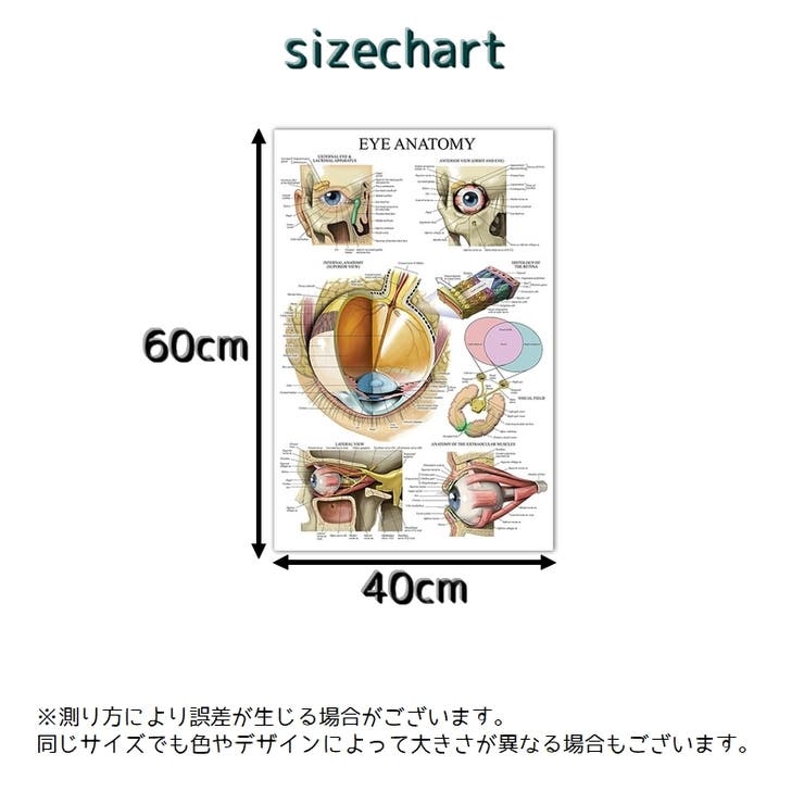 ポスター 人体ポスター 40×60cm | PlusNao | 詳細画像20 