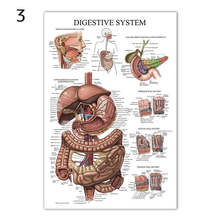 ポスター 人体ポスター 40×60cm | PlusNao | 詳細画像4 