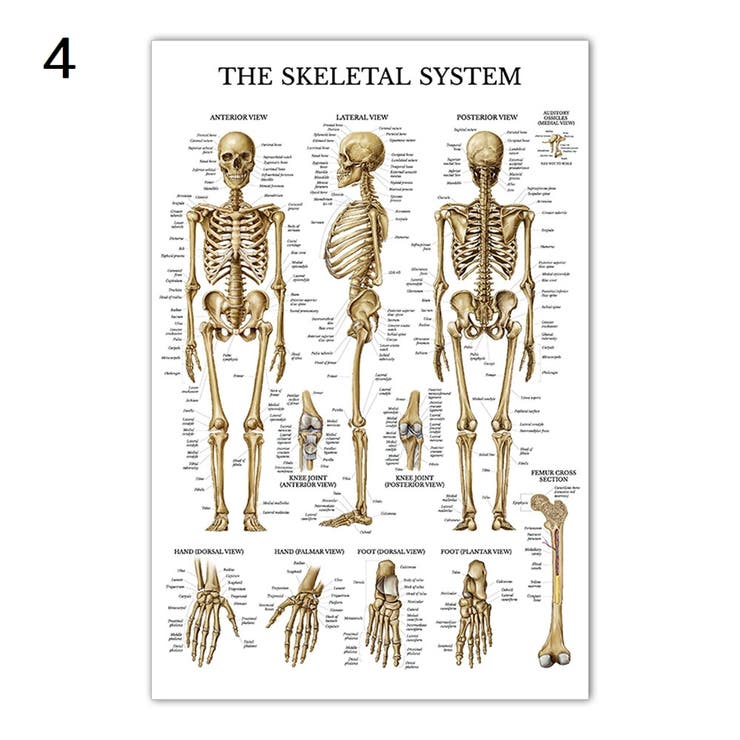 ポスター 人体ポスター 40×60cm | PlusNao | 詳細画像5 