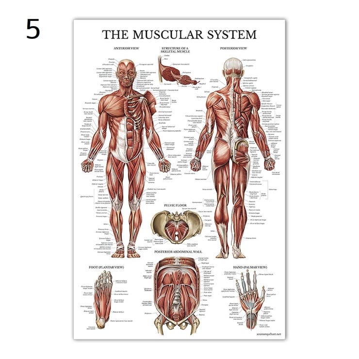 ポスター 人体ポスター 40×60cm | PlusNao | 詳細画像6 