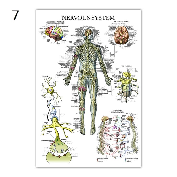 ポスター 人体ポスター 40×60cm | PlusNao | 詳細画像8 