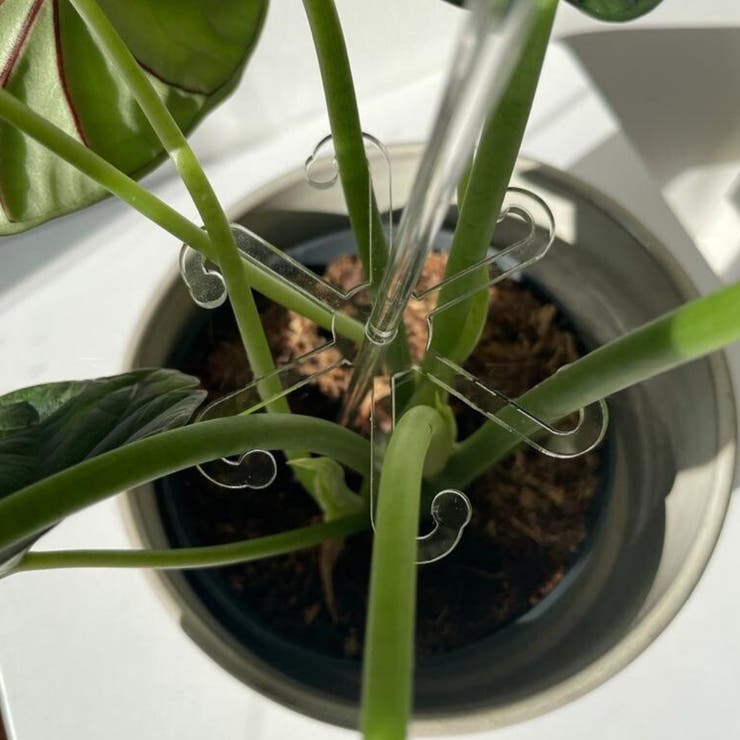 園芸支柱 花支柱 植木鉢用 | PlusNao | 詳細画像5 