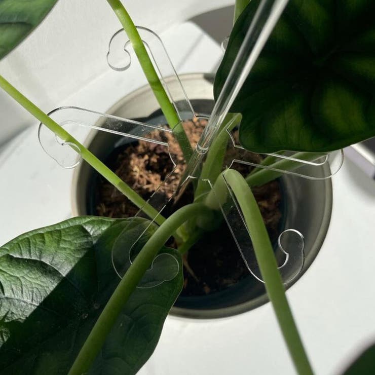 園芸支柱 花支柱 植木鉢用 | PlusNao | 詳細画像6 