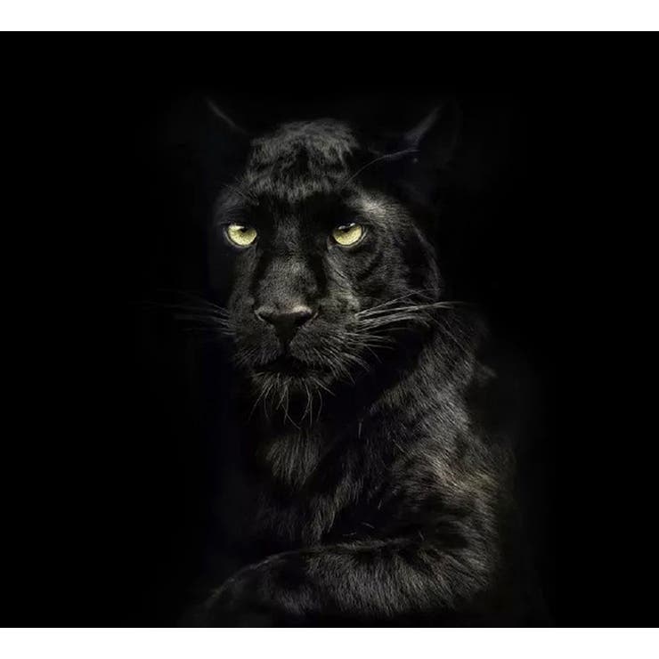 背景布 バックペーパー 黒色 | PlusNao | 詳細画像10 