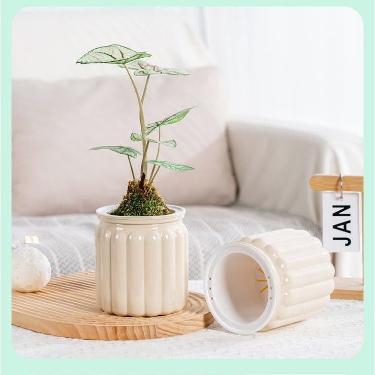 yt-yf 植木鉢　特注品 ytyf | STORES