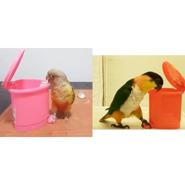 鳥用おもちゃ ゴミ箱 ペット | PlusNao | 詳細画像2 