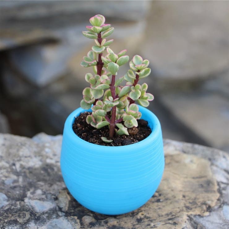 植木鉢 フラワーポット 受け皿付き | PlusNao | 詳細画像11 