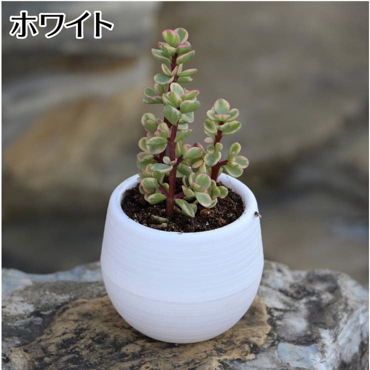 植木鉢 フラワーポット 受け皿付き | PlusNao | 詳細画像17 