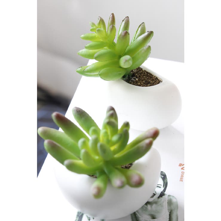 マグネット 多肉植物 サボテン | PlusNao | 詳細画像18 