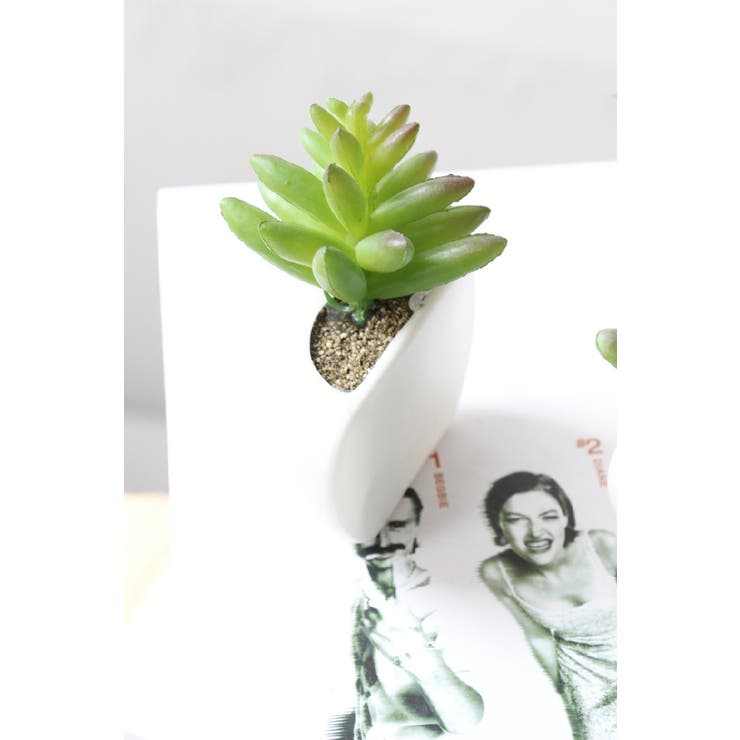 マグネット 多肉植物 サボテン | PlusNao | 詳細画像19 