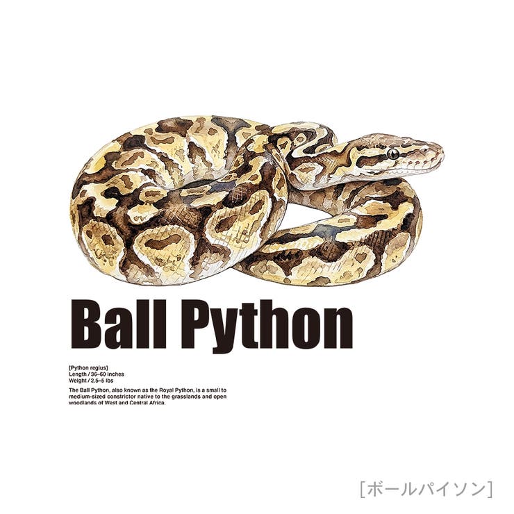 Moftique（モフティック） 半袖Tシャツ ボールパイソン | printrium | 詳細画像2 