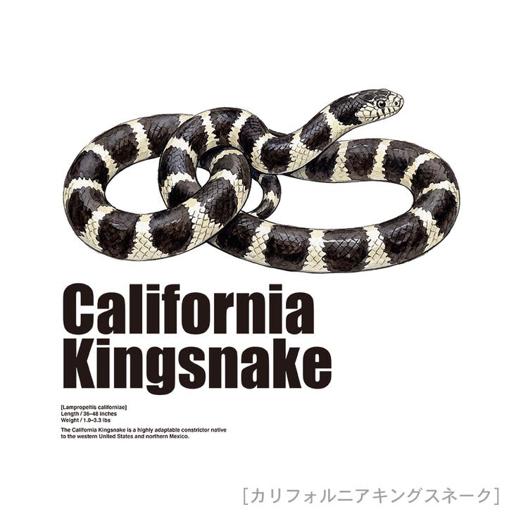 Moftique（モフティック） 半袖Tシャツ カリフォルニアキングスネーク | printrium | 詳細画像2 