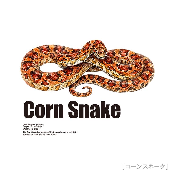 Moftique（モフティック） 半袖Tシャツ コーンスネーク | printrium | 詳細画像2 
