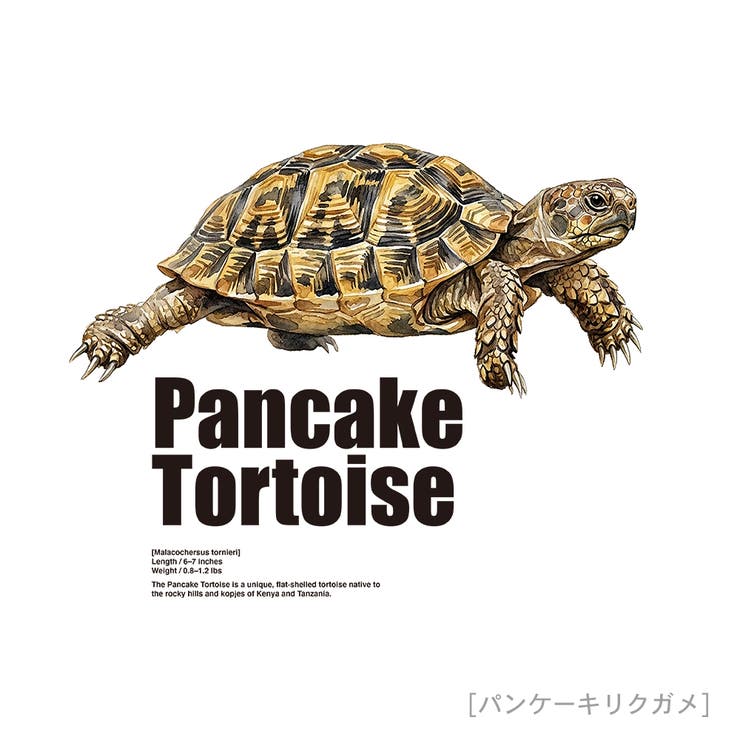 Moftique（モフティック） 半袖Tシャツ パンケーキリクガメ | printrium | 詳細画像2 