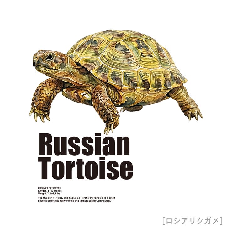 Moftique（モフティック） 半袖Tシャツ ロシアリクガメ | printrium | 詳細画像2 