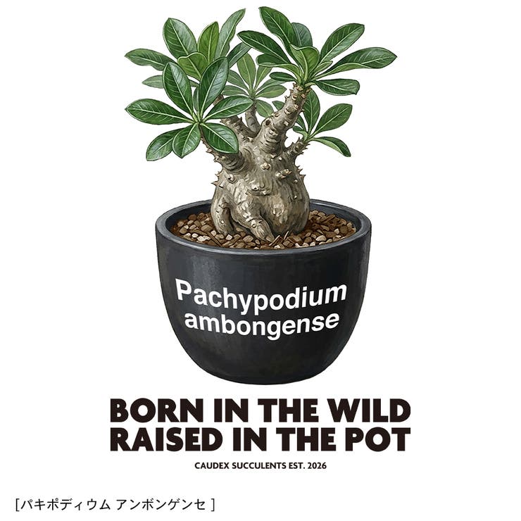 Moftique（モフティック） 半袖Tシャツ パキポディウム | printrium | 詳細画像2 