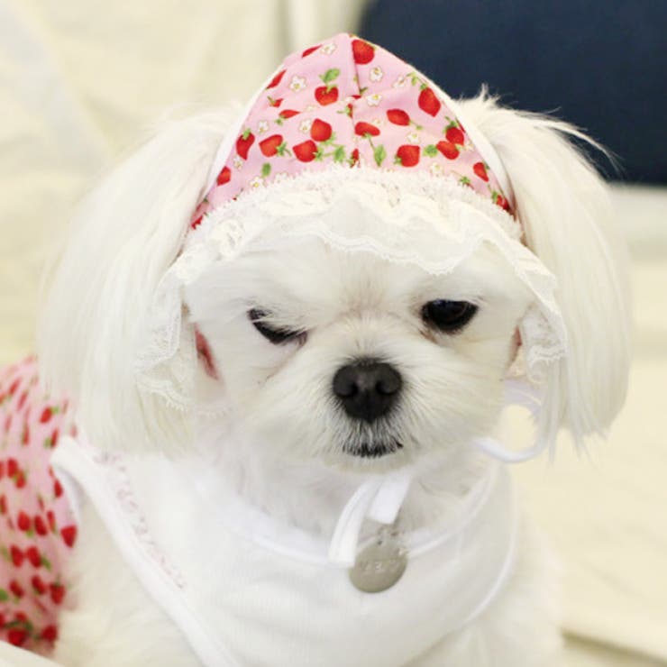 ピンク | 【p6】レースキャップ（小型犬用） | SneepDip