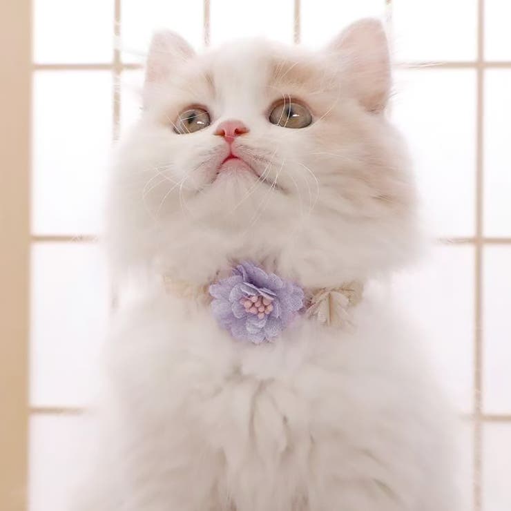 パープル | 【p034】 フラワーアクセサリー(ペット用) 	 | SneepDip