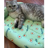 グリーン | 接触冷感 ペットマット【SS】 | aimoha