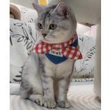 ネイビー | ギンガムチェックリボン付きペットスカーフ | aimoha