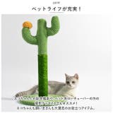猫 爪とぎ pkxx21063 | BACKYARD FAMILY | 詳細画像11