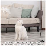 猫じゃらし 吸盤式 kcattoy12 | BACKYARD FAMILY | 詳細画像2 