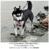 犬靴 nadogs6900 | BACKYARD FAMILY | 詳細画像2
