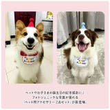 ペット用 アクセサリー 誕生日 kpet15 | BACKYARD FAMILY | 詳細画像2 