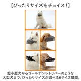 長頭種犬 口輪 マズル | BACKYARD FAMILY | 詳細画像11