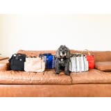 ROOTOTE ルートート SN.スクエア.DOG.BUDDY-B | BACKYARD FAMILY | 詳細画像2