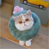エリザベスカラー 猫用 犬用 | BACKYARD FAMILY | 詳細画像6