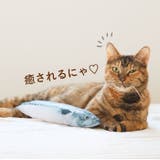 cwj09 猫おもちゃ | BACKYARD FAMILY | 詳細画像4 
