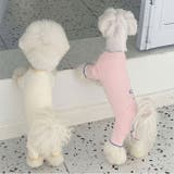 術後服 犬 女の子 小型犬 やわらか | BACKYARD FAMILY | 詳細画像13