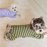 術後服 犬 ストライプ ボーダー 春夏秋冬 背中開き | BACKYARD FAMILY | 詳細画像3