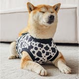 術後服 犬 ストライプ ボーダー 春夏秋冬 | BACKYARD FAMILY | 詳細画像14 