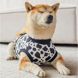 術後服 犬 ストライプ ボーダー 春夏秋冬 | BACKYARD FAMILY | 詳細画像16 