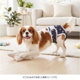 マナーパンツ 犬 | BACKYARD FAMILY | 詳細画像13