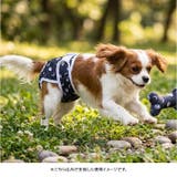 マナーパンツ 犬 | BACKYARD FAMILY | 詳細画像4