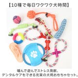 犬 おもちゃ 10個セット | BACKYARD FAMILY | 詳細画像2 